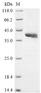 Human HAPLN3 protein