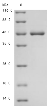 Human KRT19 protein