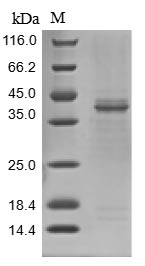 Primate LGMN protein
