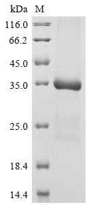 Mouse Lox protein