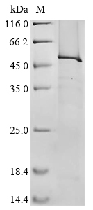 Mouse Lpl protein