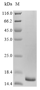 Human MIF protein