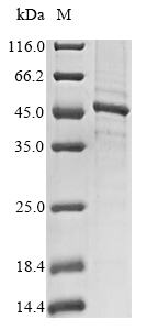 Human MMP20 protein