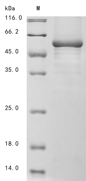 Mouse Nptxr protein