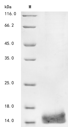 Mouse Plaa protein