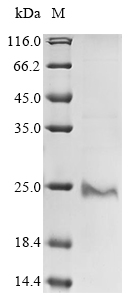 Human PML protein