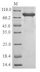 Human PRF1 protein