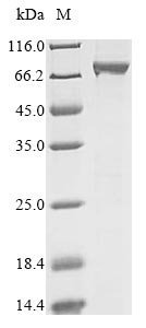 Human RECQL protein