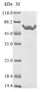 Human RNASE4 protein