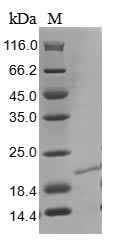 Human RNASE4 protein