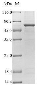 Rat Runx1 protein