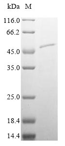 Mouse Serpina5 protein