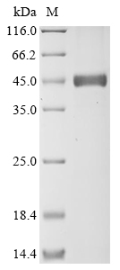 Human TRA2B protein
