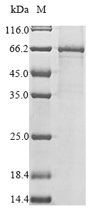 Human SMAD6 protein