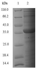 Mouse Smn1 protein