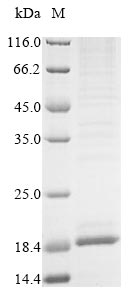 Primate TMEM168 protein
