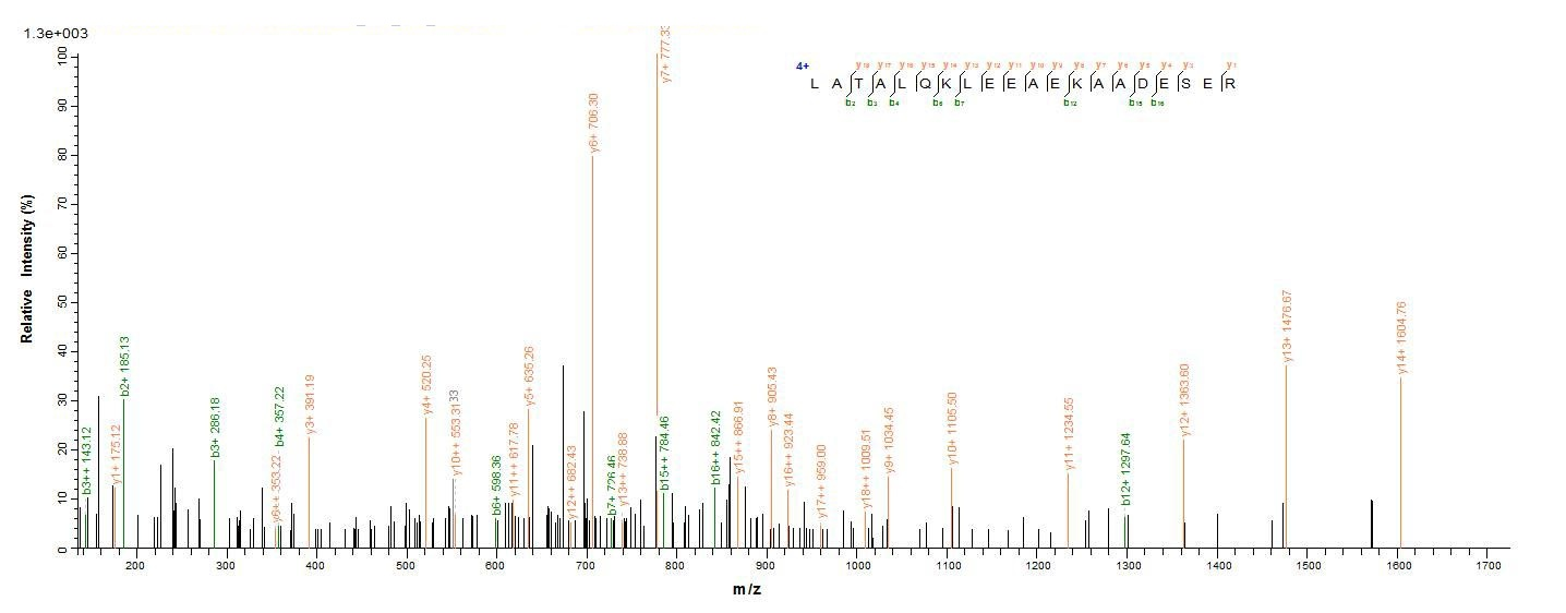 Rabbit Tropomyosin protein