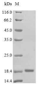 Rat Tshb protein