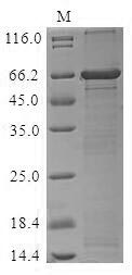 Plant alr2278 protein