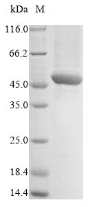 Bacteria viral diarrhea virus Genome polyprotein protein
