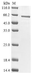Insect Sindbis virus Structural polyprotein protein