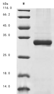 Primate OSM protein