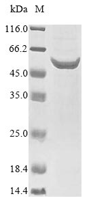 Virus ply protein