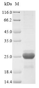 Plant DHN1 protein