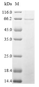 Fungi gox protein