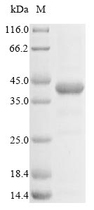 Human HLA-E protein