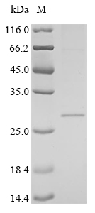 Virus GPC protein
