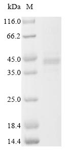 Virus GP protein