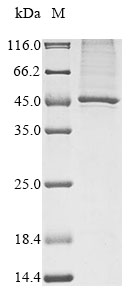 Virus Mesothelin protein