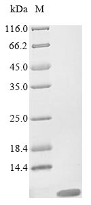 Insect Plasmodium falciparum VAR2CSA DBL5 protein