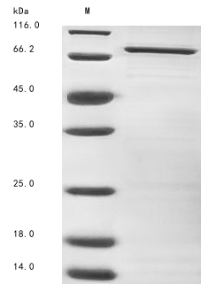 Virus M protein