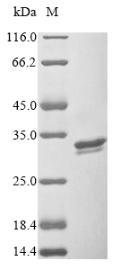 Virus entA protein