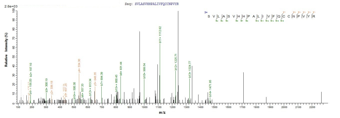 Virus DBP protein