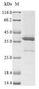 Virus G protein
