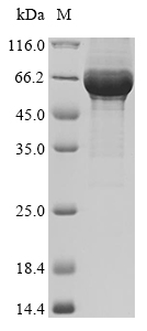 Virus G protein
