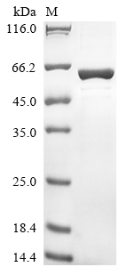 Human IGIP protein
