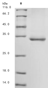 Mouse Cd101 protein