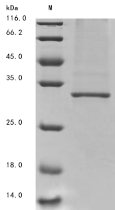 Virus VP24 protein