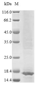 Human TRIP12 protein