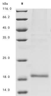 Bovine ASIP protein