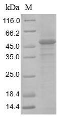 Mouse Gucy2c protein