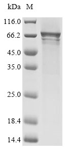 Human CRY2 protein