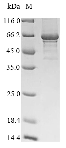 Human KLHL12 protein