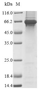 Mouse Fam20c protein