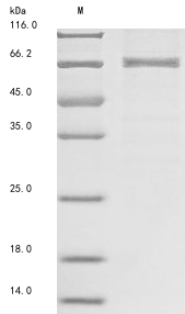 Mouse Prkaa1 protein