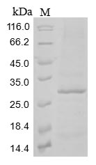 Mouse Clec12a protein